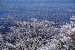 雪の花