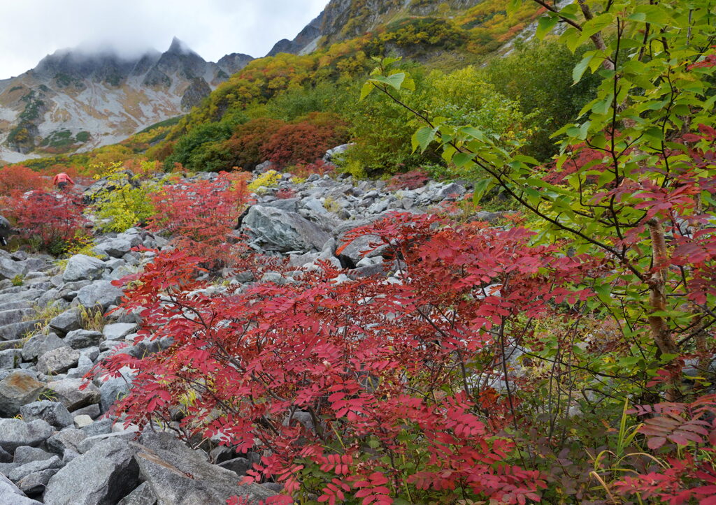 紅葉彩る涸沢へ