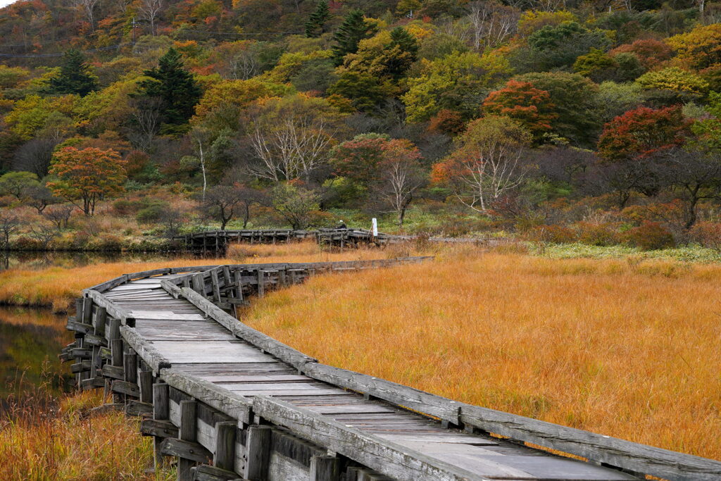木道と草紅葉