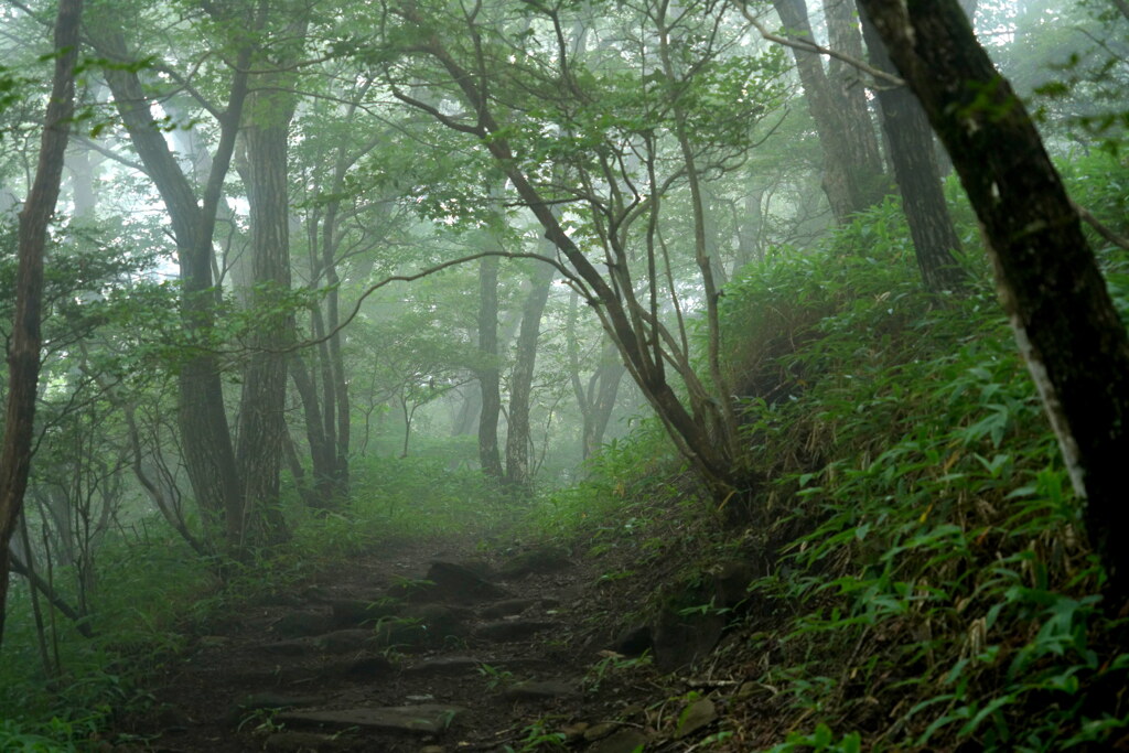 霧覆う森