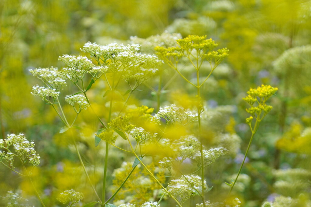 秋の花園