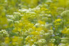 秋の花園