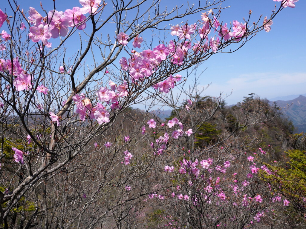 ひとつばな咲く岩稜