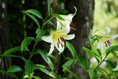 ヤマユリ咲く森