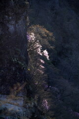 岩肌に咲く