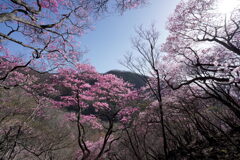 アカヤシオ咲く尾根