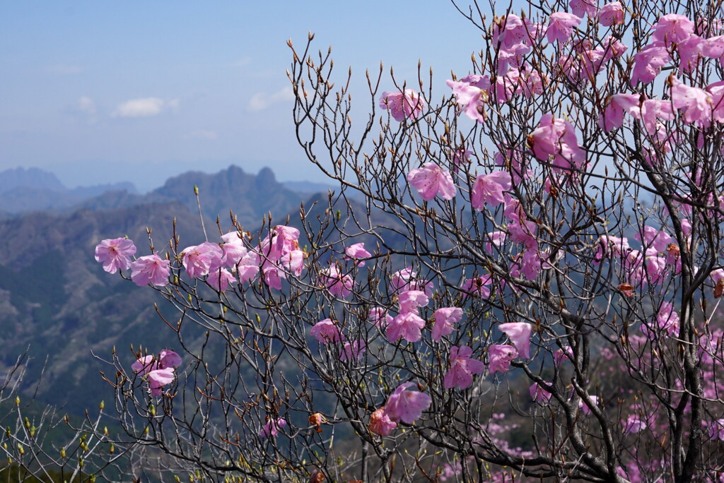 アカヤシオと鹿岳