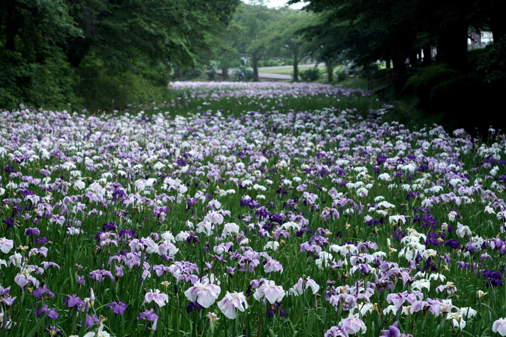 梅雨を飾る