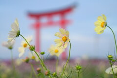 イエローコスモス