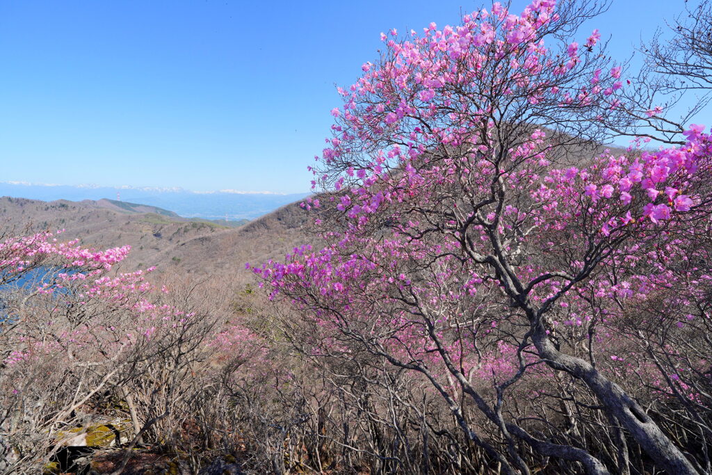 アカギツツジ咲く黒檜山