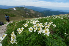 イチゲ咲く平標山
