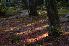 西陽差す庭園