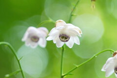 夏の妖精