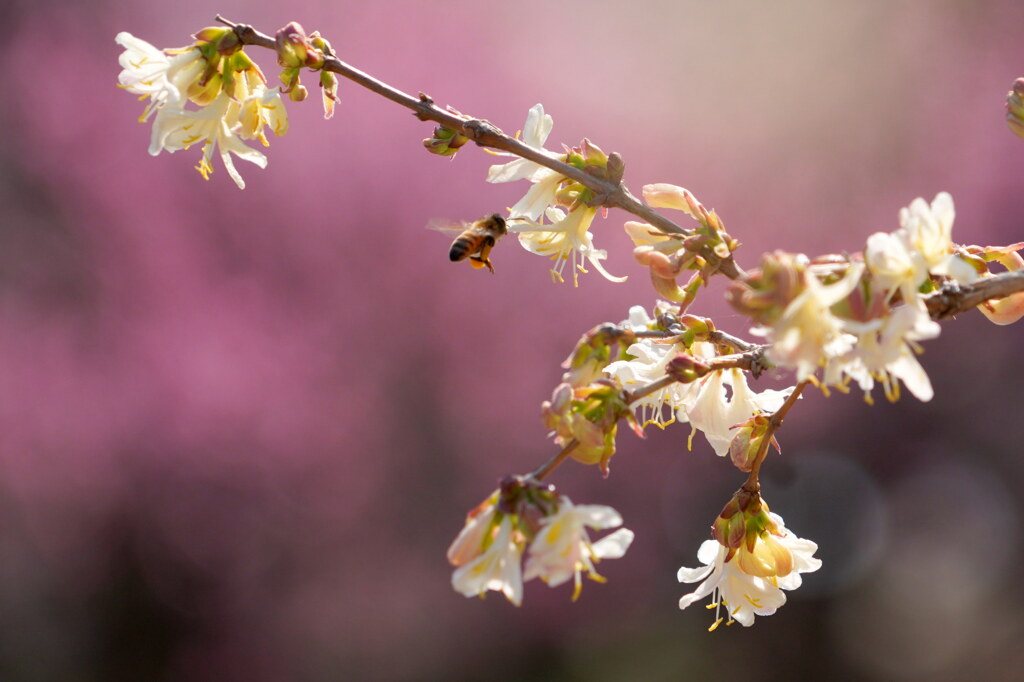 蜜の香り