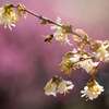 蜜の香り