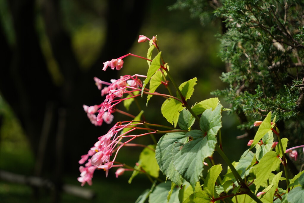 シュウカイドウ