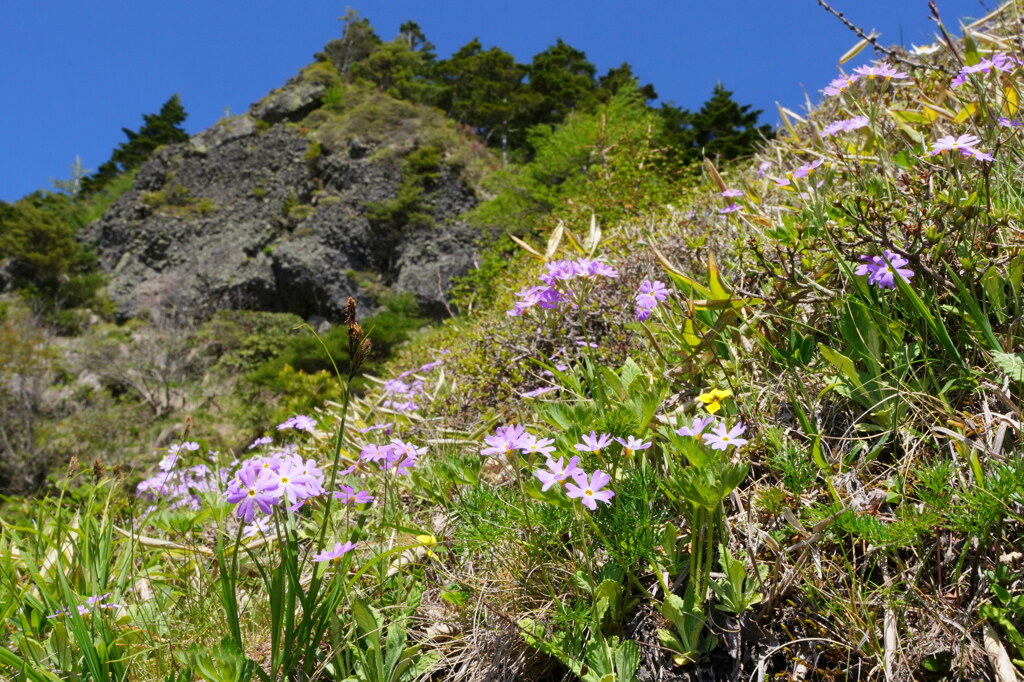 アサマコザクラ咲く黒斑山
