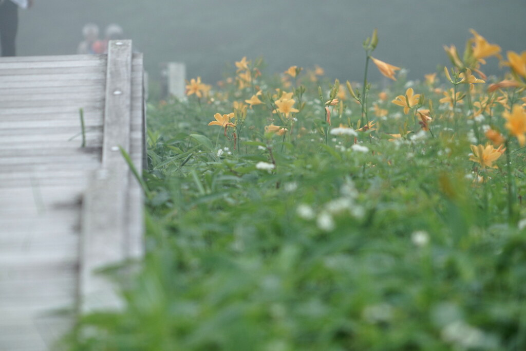 霧の遊歩道