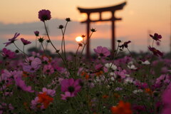秋夕焼けの小泉稲荷