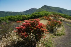 ヤマツツジ咲く鍋割山