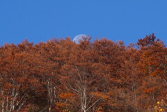 紅葉に沈む