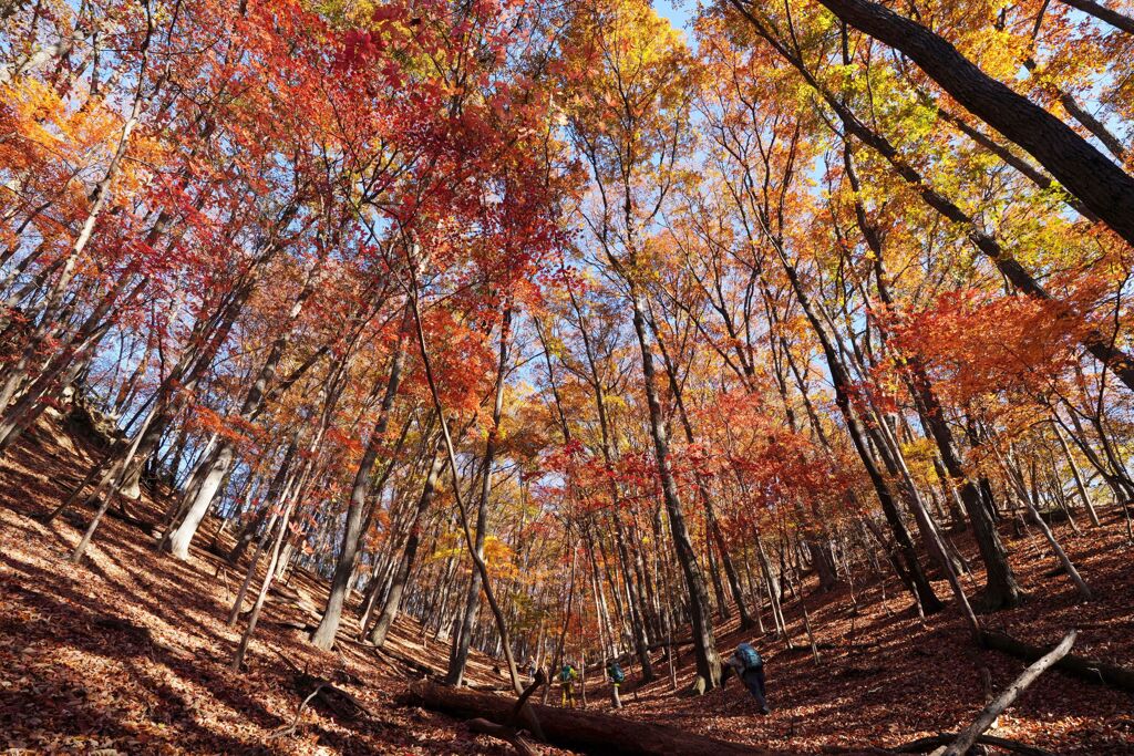 両手広げる照葉坂
