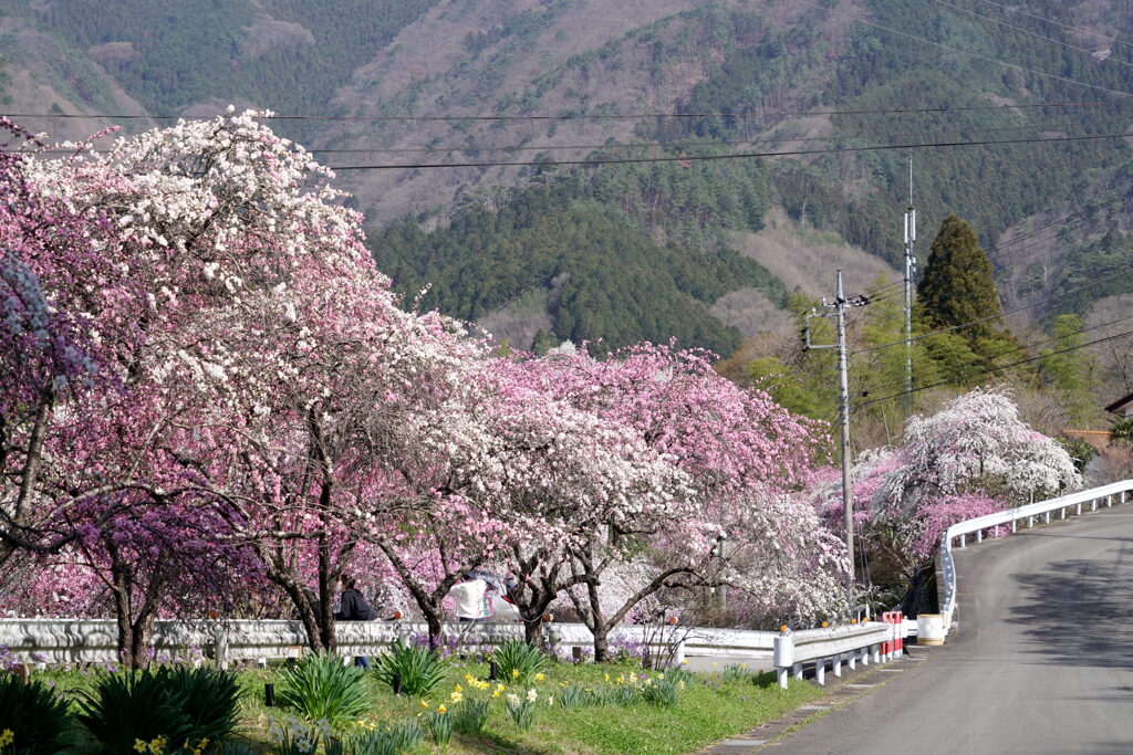 花桃街道