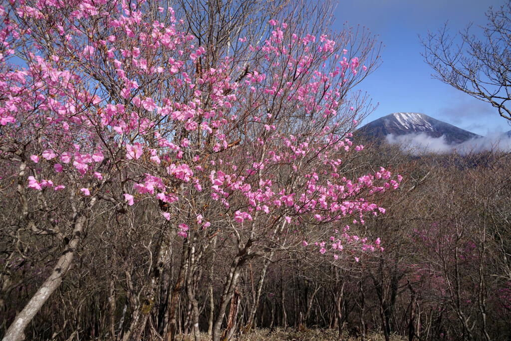 アカヤシオと男体山