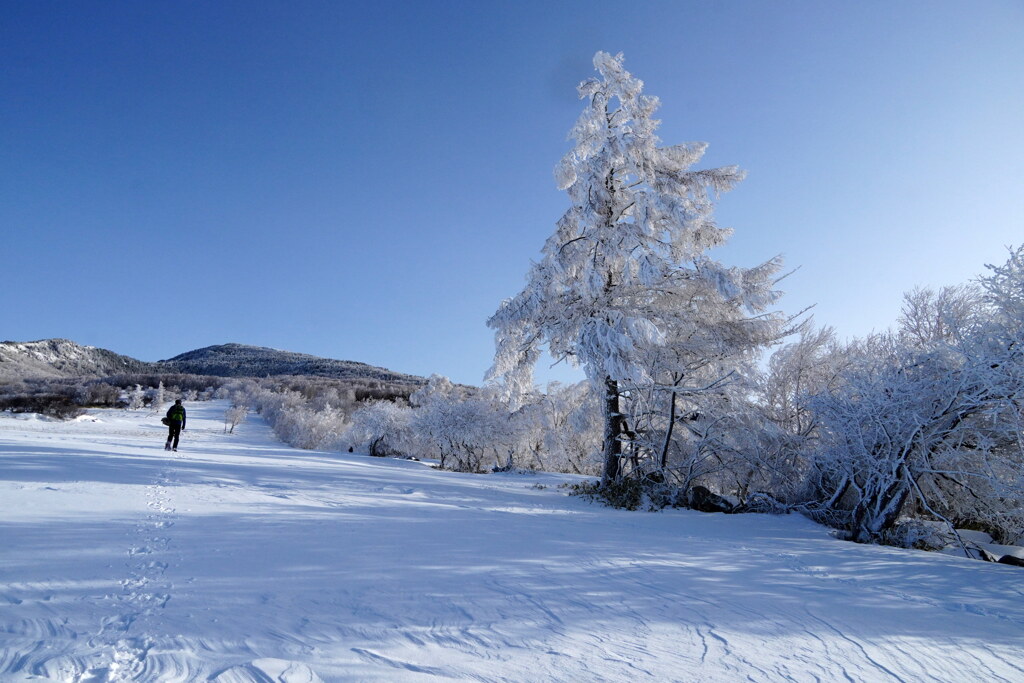 ホワイトツリーの牧場