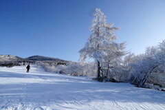 ホワイトツリーの牧場