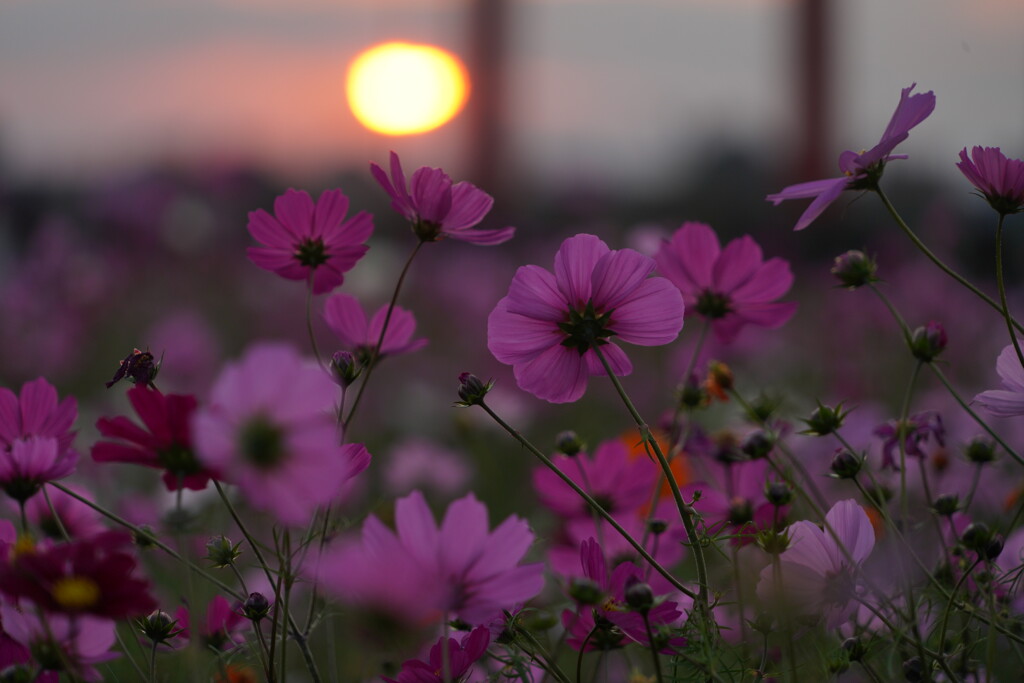 夕陽のコスモス