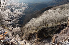 霧氷飾る谷