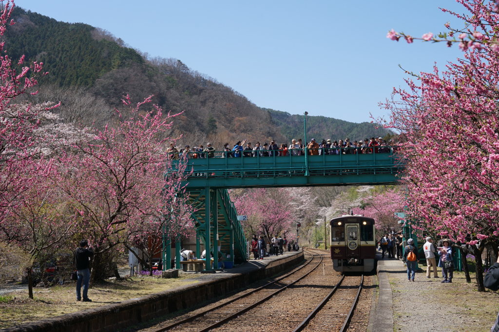 神戸駅　花桃まつり