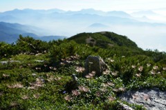 綿毛チングルマの峰