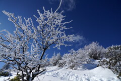 霧氷を仰ぎながら