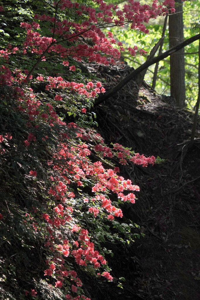 ツツジ咲く山道
