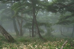 霧降の森