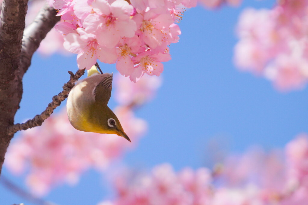 メジロと河津桜