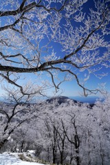 霧氷散歩