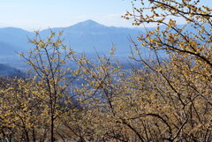 ロウバイ咲く宝登山