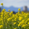 菜の花色に染まれ