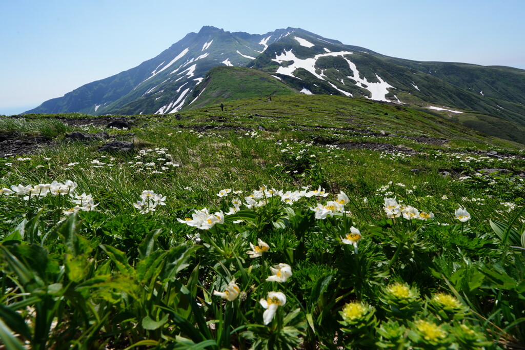 ハクサンイチゲと鳥海山