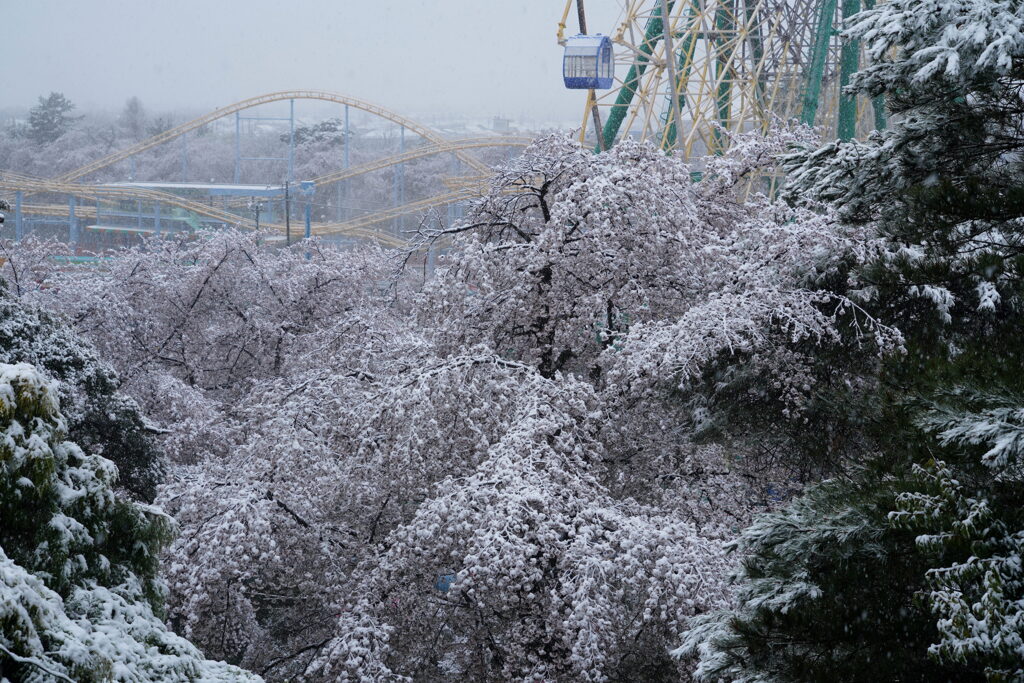 桜咲く雪の遊園地