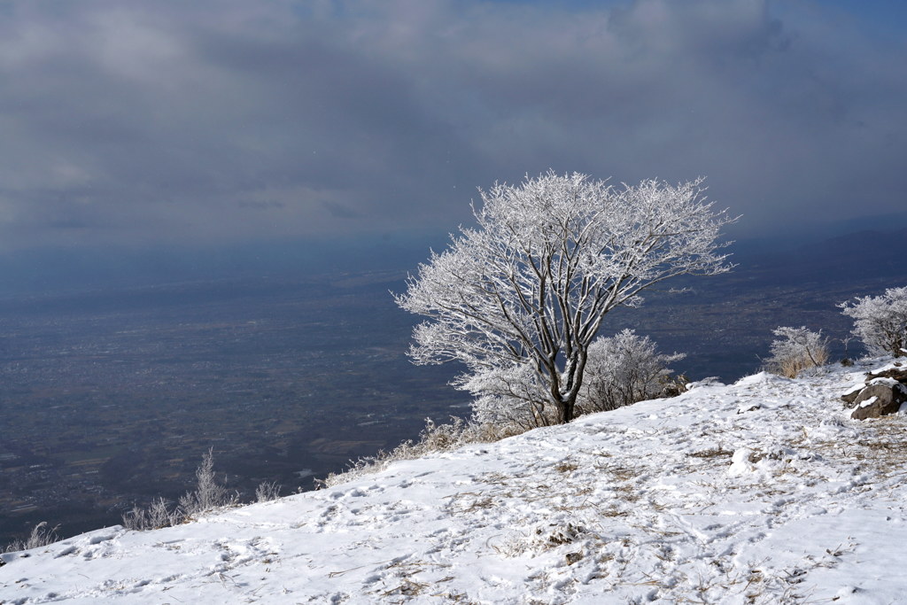 山頂に立つ冬の桜