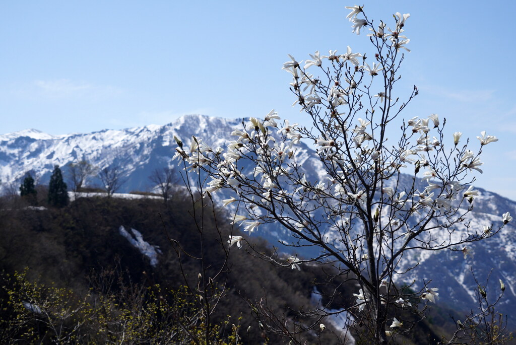 タムシバ咲く坂戸山