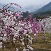 花桃の郷
