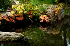 池に写る初秋の色