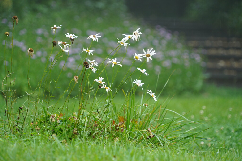 雨の花巡り