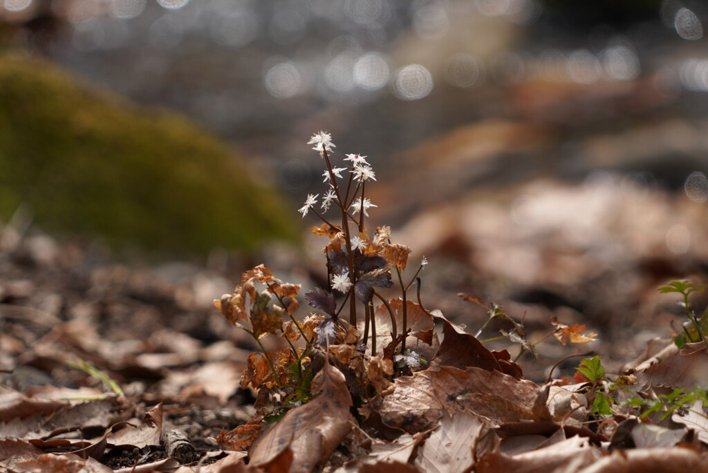 セリバオウレン