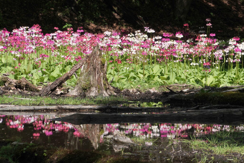 クリンソウ染まる水辺